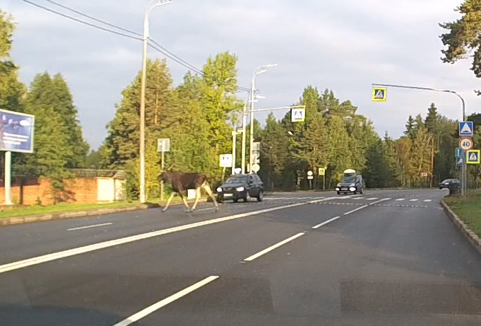 Лось дважды перешел дорогу перед автомобилями в Сосновом Бору и попал на видео