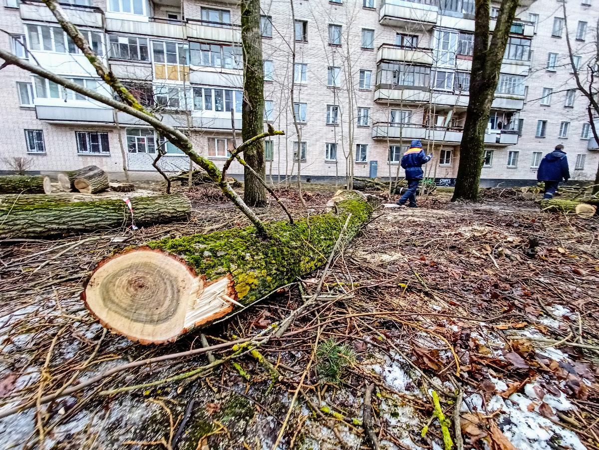 В Сосновом Бору начали удалять аварийные деревья 