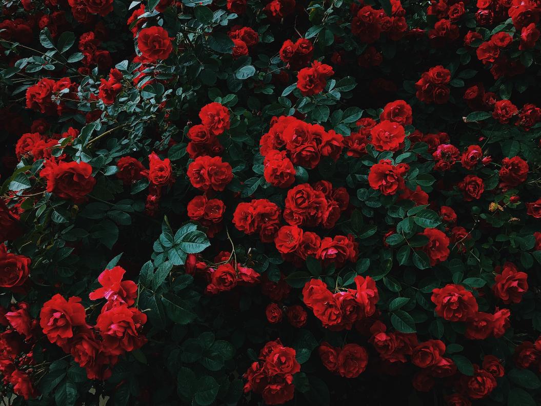Фото: Unsplash