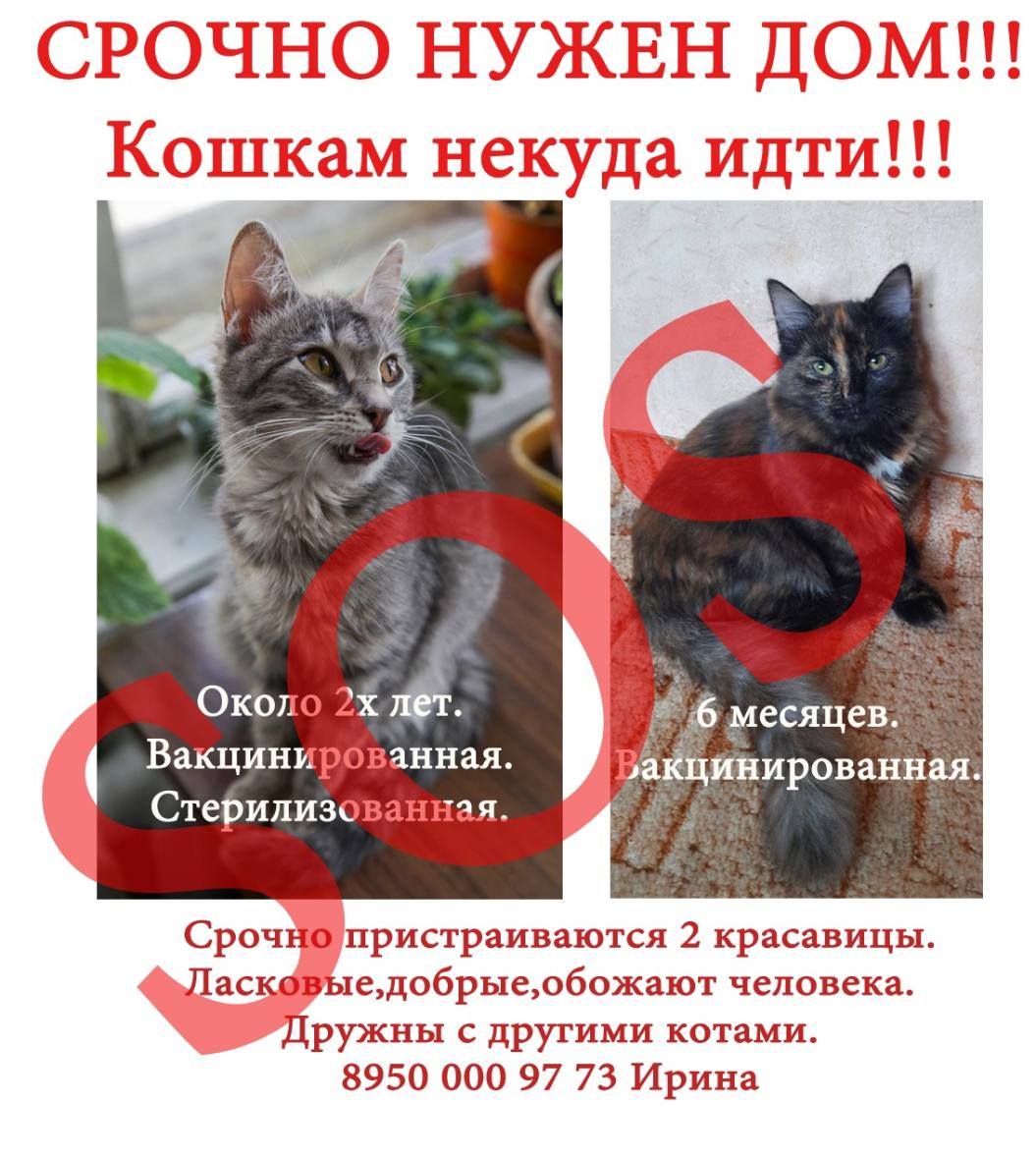 «Котопес» ищет хозяев двум миниатюрным кошечкам