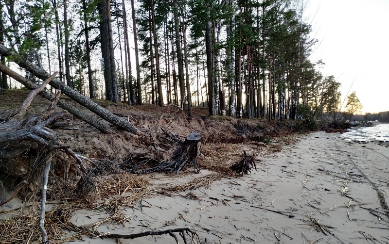 Финский залив опасно размывает берег рядом с трассой Петербург – Сосновый Бор 