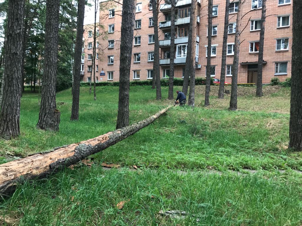 В Ленинградской области ликвидируют последствия урагана