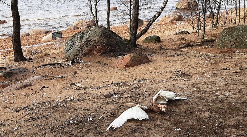 На пляже в Сосновом Бору нашли растерзанные останки лебедя