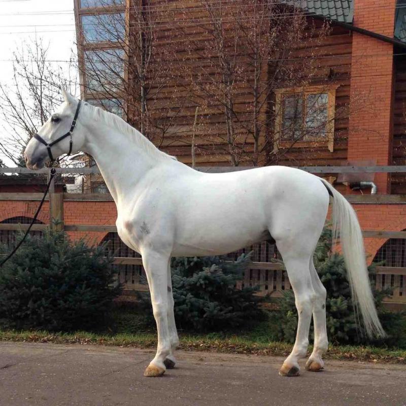 Продажа лошадей московской. Чистокровная верховая альбинос. Серая Буденовская лошадь. Серая масть лошади. Вестфальская лошадь белая.