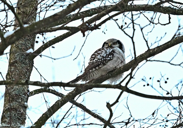 Иногда они появляются. Краснокнижную ястребиную сову заметили у Финского залива