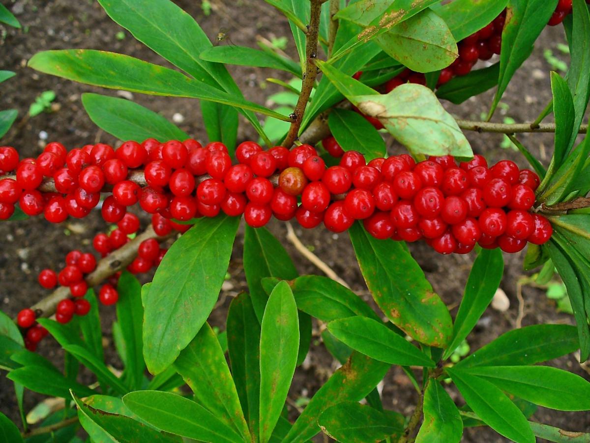 В Роспотребнадзоре назвали топ-5 ядовитых ягод в лесах