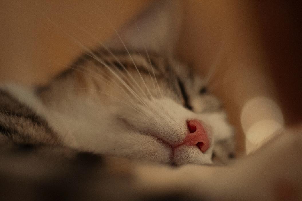 Почему кошка спит на голове хозяина: что это значит?