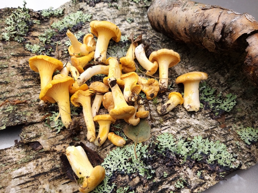 Проверено на себе: В окрестностях Соснового Бора появились первые грибы