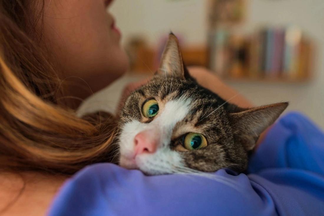 «Котопёс» ищет родной дом для красавца кота!