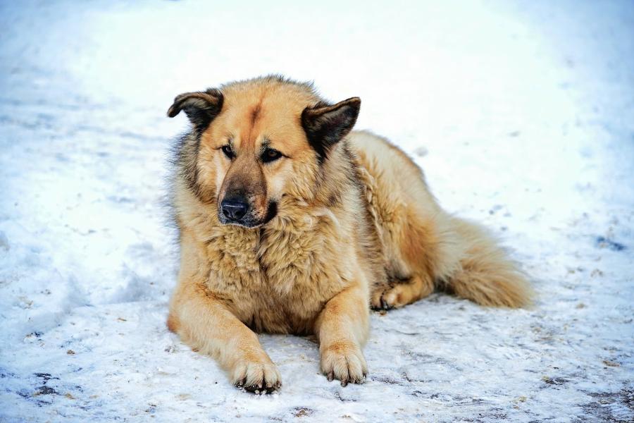 Сосновоборский уличный пес Кефир признан одной из лучших собак России. Фото: Николай Петровичев