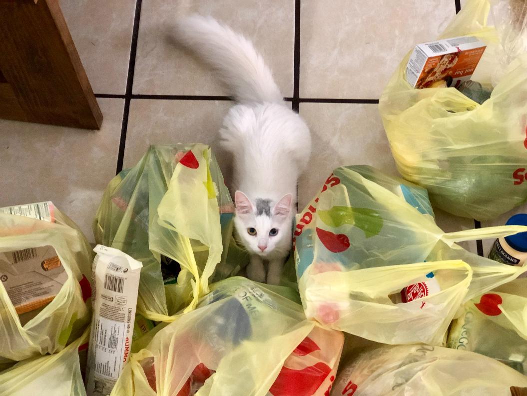 Почему кошки любят залезать в целлофановые пакеты