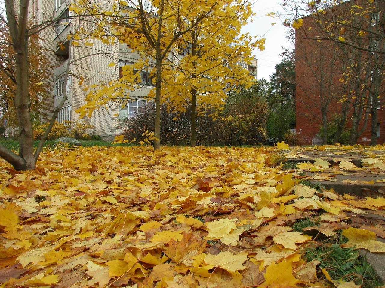 Осенняя уборка Соснового Бора находится в финальной стадии