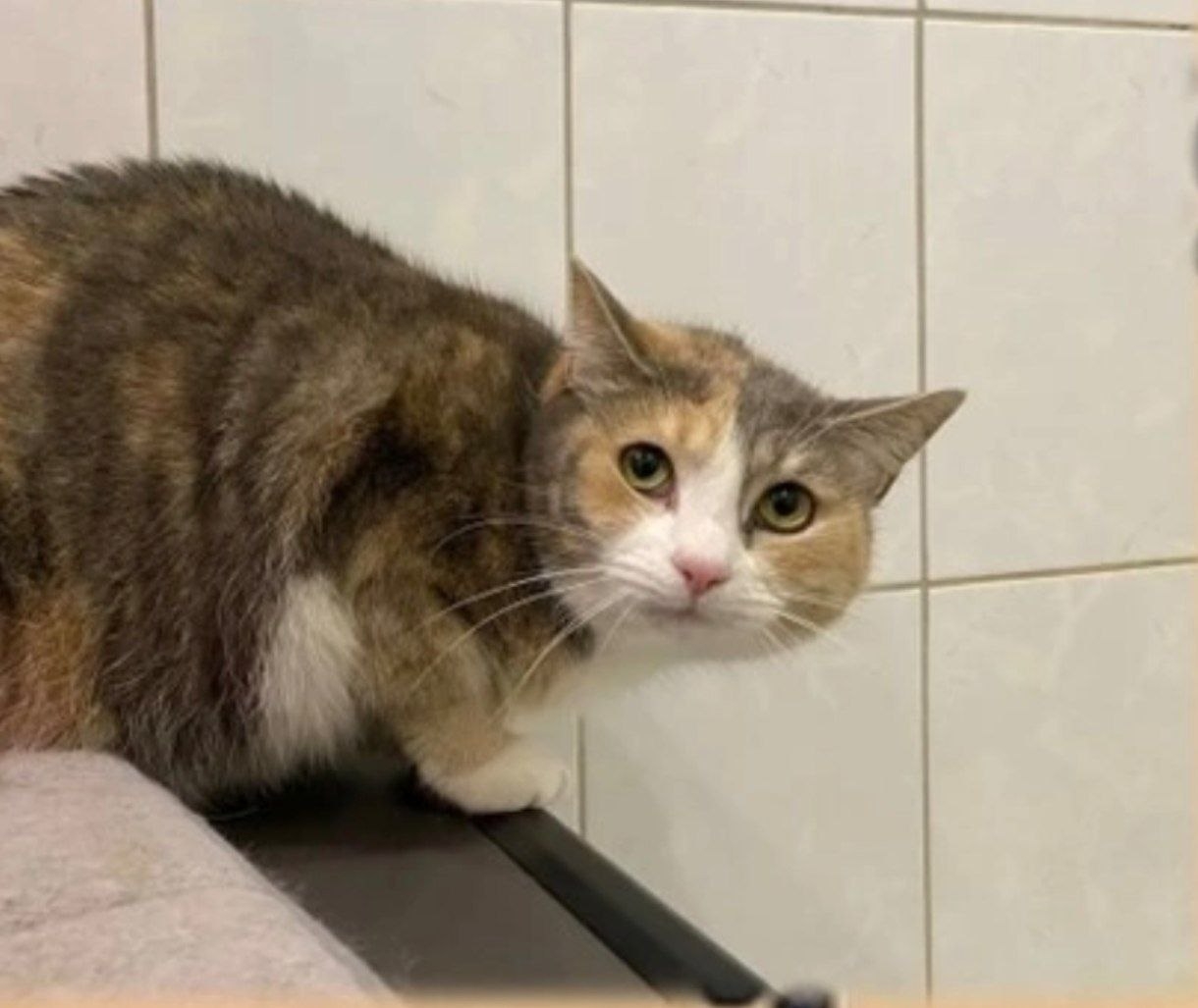 Мята и Лиса ищут свой дом