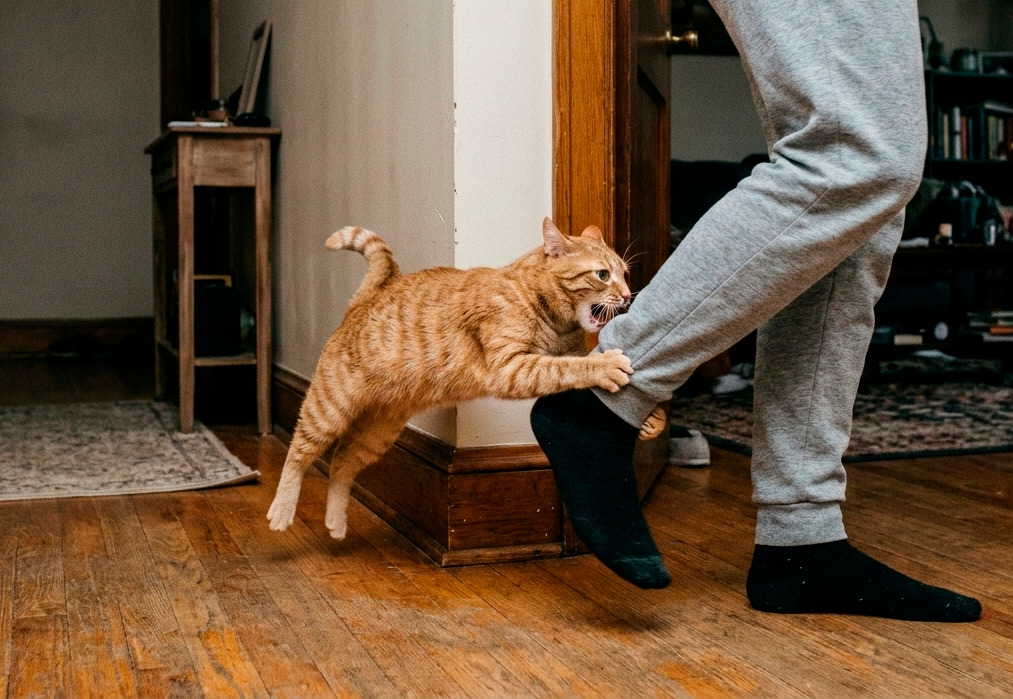 Изображение: Gemini.ai [ИИ]