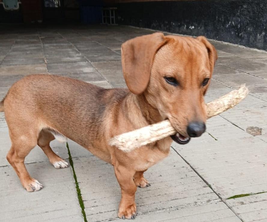 Очаровательный Моня ищет любящий дом