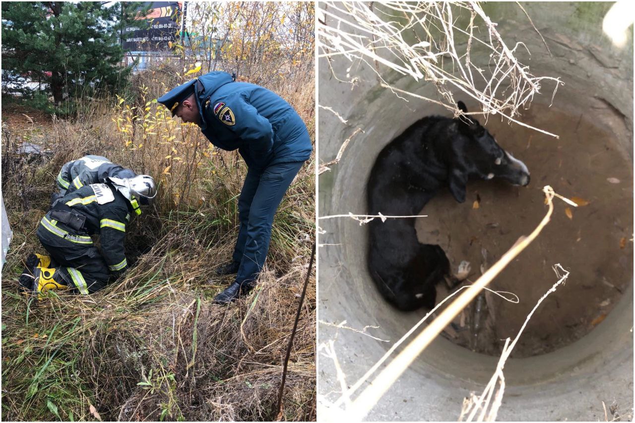 Сосновоборские пожарные и волонтеры спасли собаку из глубокого колодца