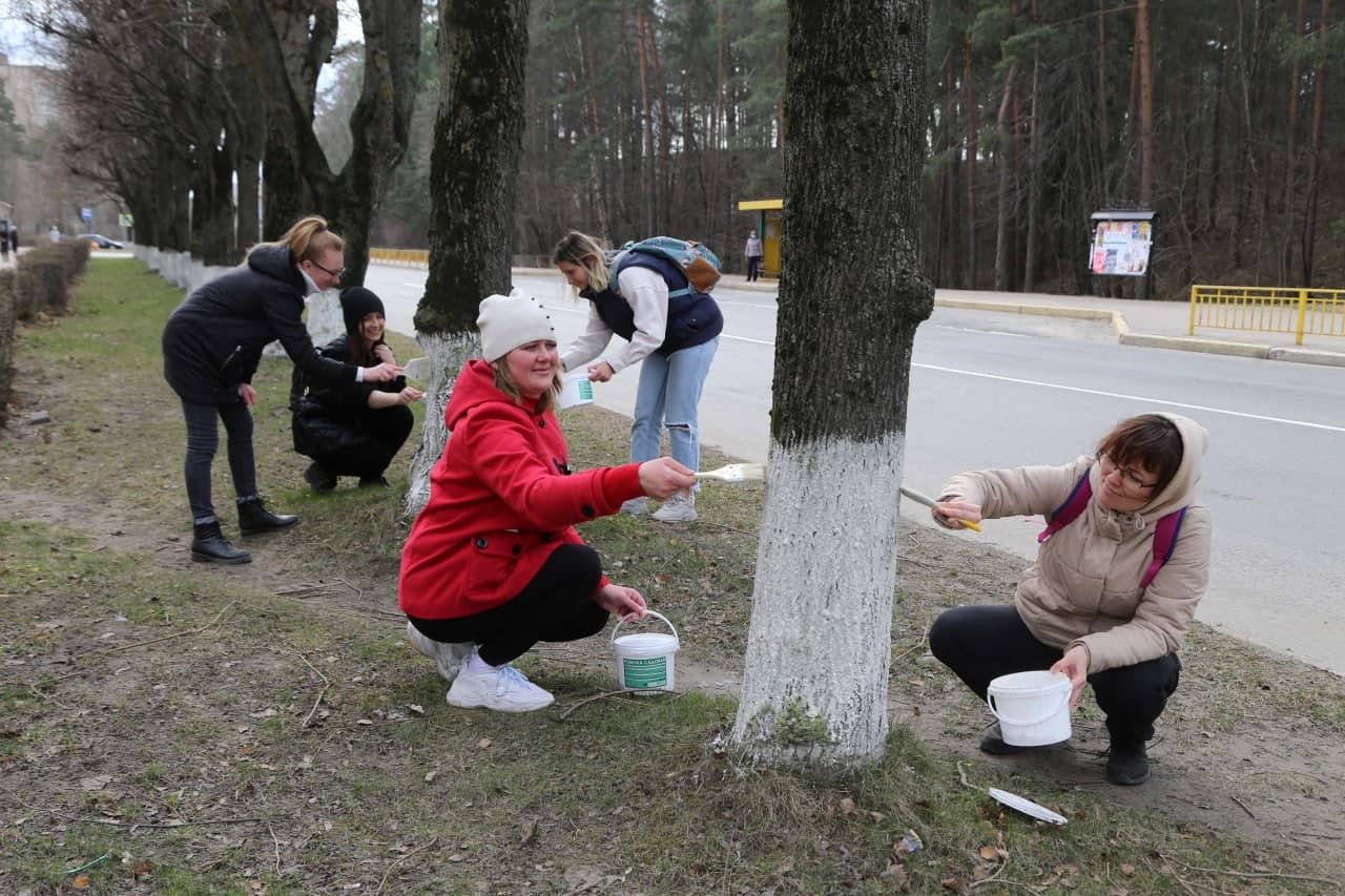 Сотрудники сосновоборской администрации побелили более 1000 деревьев