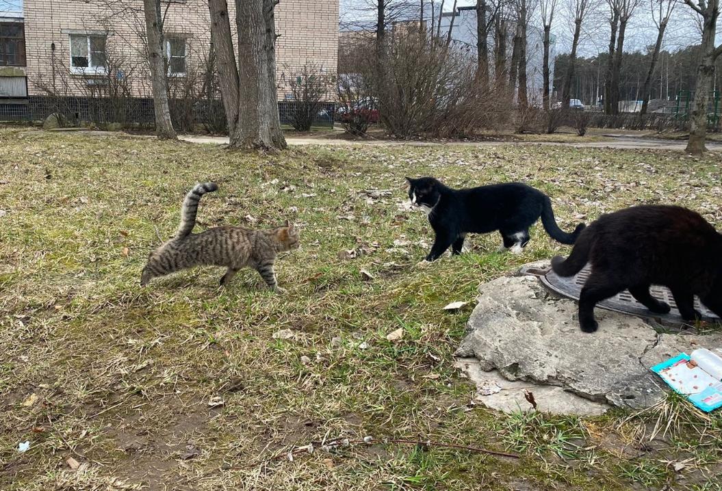 Весна — время кошек. «Котопёс» объявил сбор на стерилизацию бездомных животных