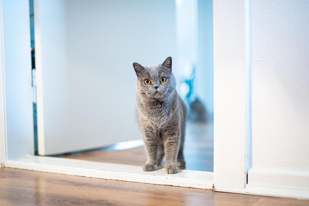 Почему кошка стремится попасть в закрытую комнату