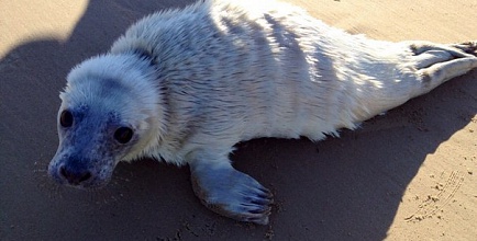 В Сосновом Бору спасли детёныша тюленя