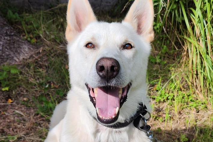 Солнечный Дик ищет дом