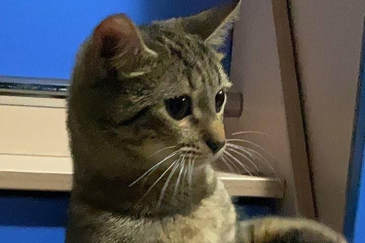 Кошечка Тея ищет своего человека