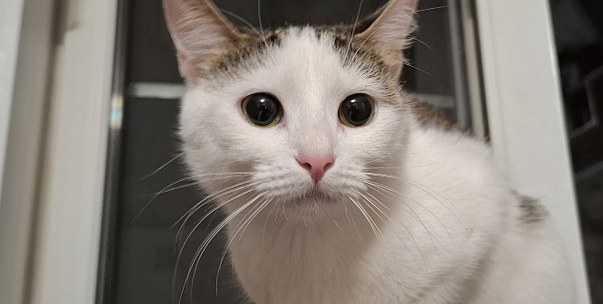 Кошечка Мира с грустными глазами ищет дом