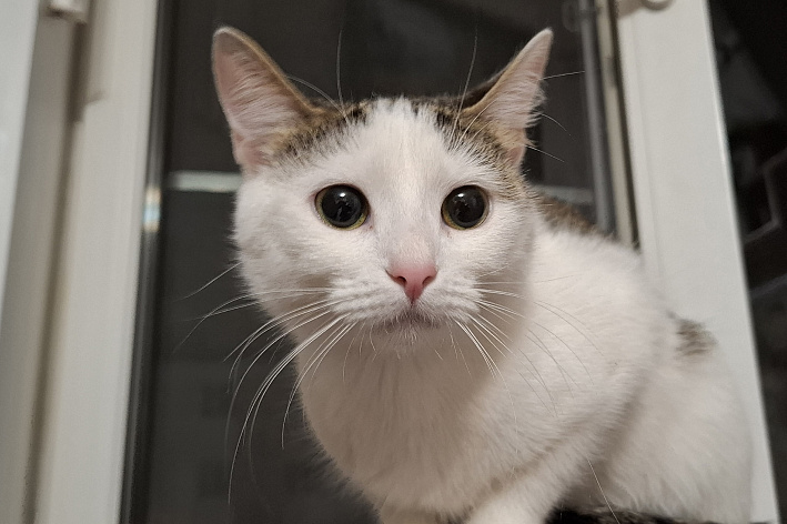 Кошечка Мира с грустными глазами ищет дом