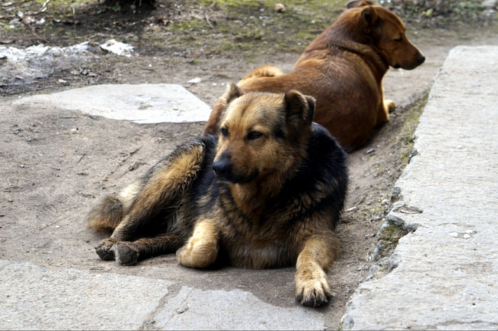 В Сосновом Бору отловят и стерилизуют более 60 бездомных животных