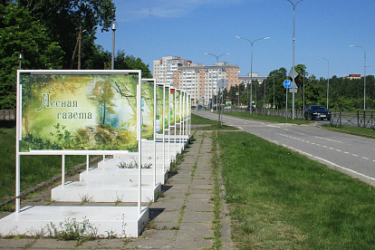 В Сосновом Бору прямо на улице открылась «Лесная газета»