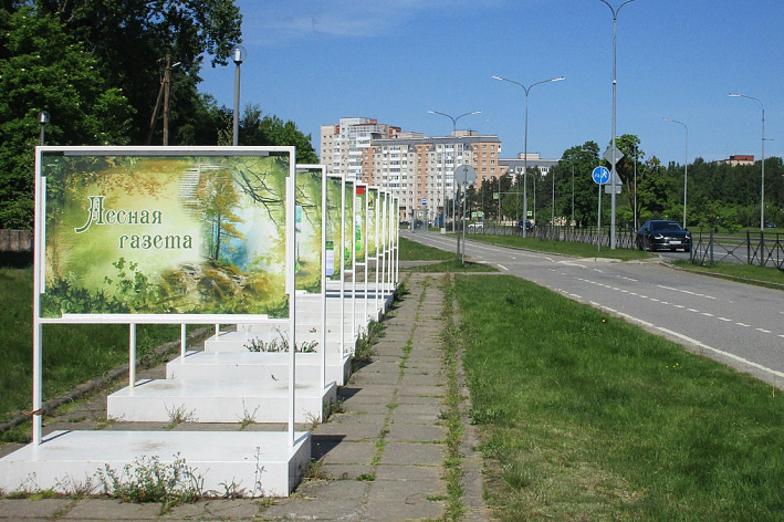 В Сосновом Бору прямо на улице открылась «Лесная газета»