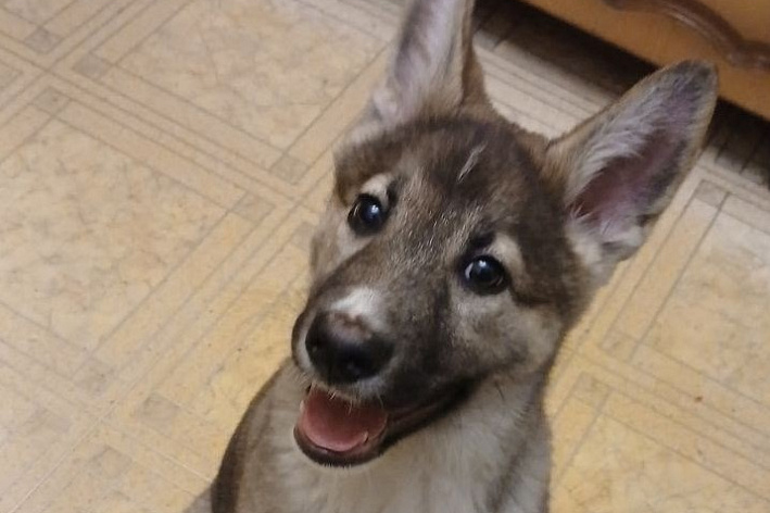 Щенок, который знает команды, ищет дом и надежных хозяев