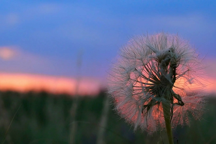 Сосновоборские юные фотомастера — в числе победителей проекта «Территория успеха: в объятиях природы» Росатома 