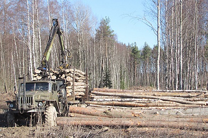 Зачем рубят лес вдоль Ленинградской
