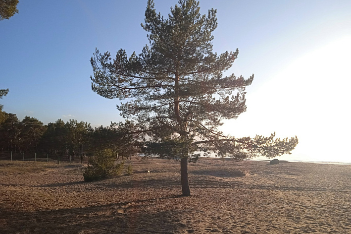  Насколько загрязнен воздух в Петербурге и в Сосновом Бору