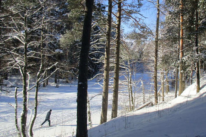 В Сосновом Бору приглашают встать на лыжи