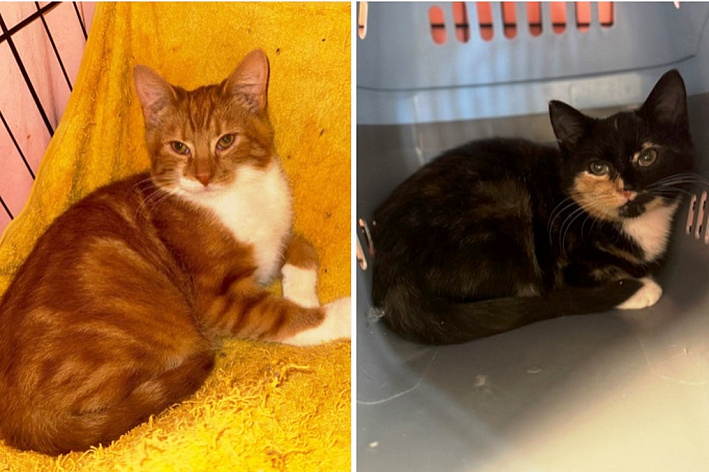 Рыжий красавчик и его фантастическая сестричка ищут теплый дом