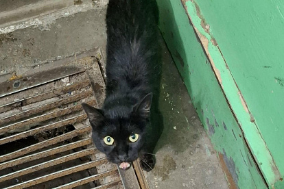 «Чёрные кошки приносят счастье»: кошечка из подъезда ищет хозяев