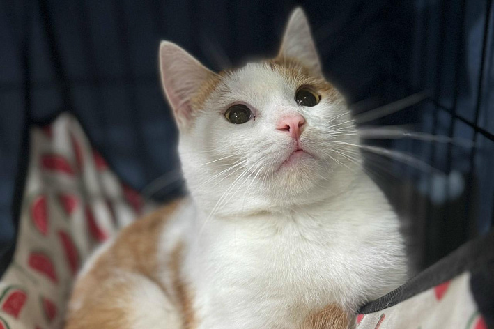 Дружелюбный котик очень хочет найти семью