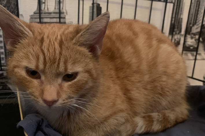 Рыжая кошечка ищет свою семью