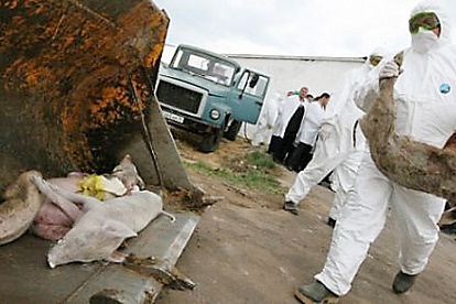 Африканская чума свиней грозит оставить  жителей страны без свежего мяса