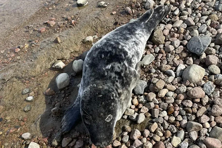 Спасателям передан еще один ластоногий детеныш. Его нашли в Лебяжье