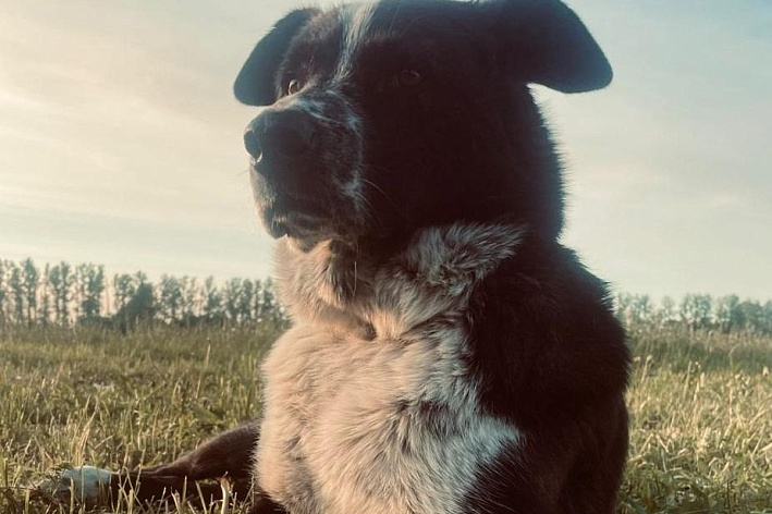 Судьба Пирата висит на волоске