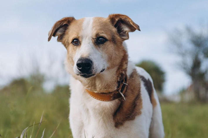 Псу Семёну из Сочи грозит усыпление