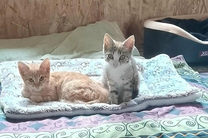 Рыжий котёнок и кошка-компаньон ищут своих хозяев