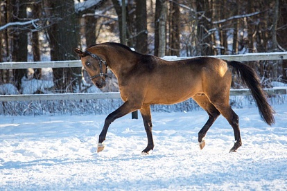 “Ими можно гордиться”: сосновоборские лошади стали одними из лучших на международной конной выставке