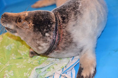В Сосновом Бору  из сетей спасли тюленёнка