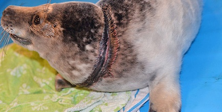 В Сосновом Бору  из сетей спасли тюленёнка
