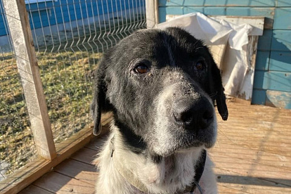 Пёс с человеческим взглядом ищет свою семью