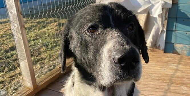 Пёс с человеческим взглядом ищет свою семью